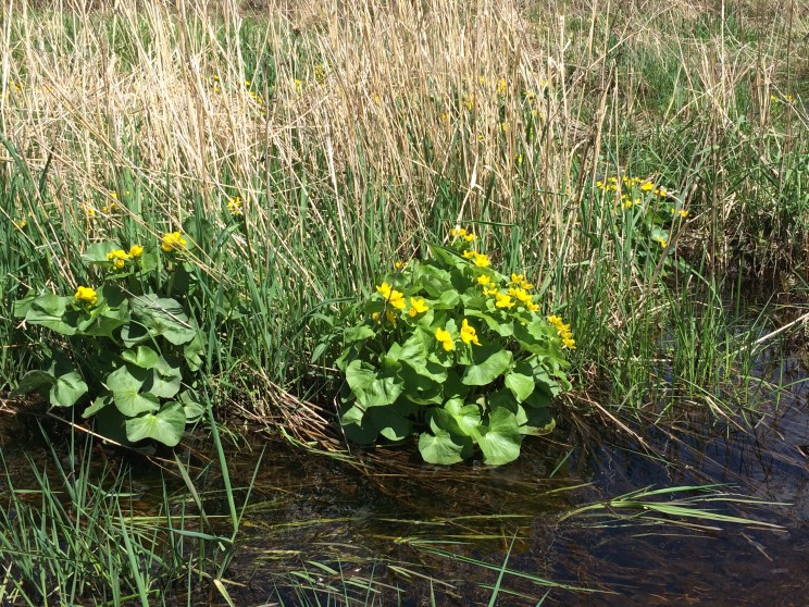 lilies found in the creek