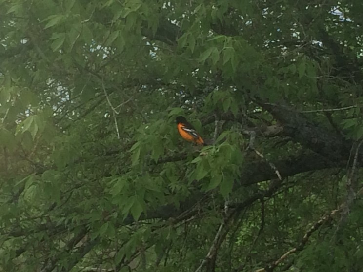 Baltimore Oriole