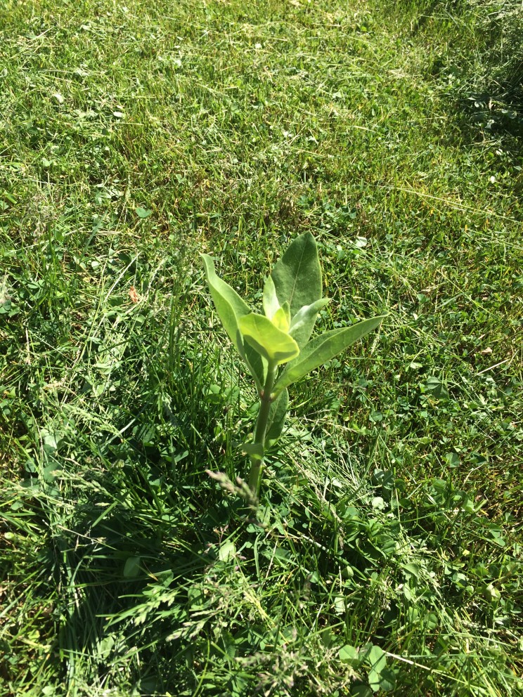 milkweed!