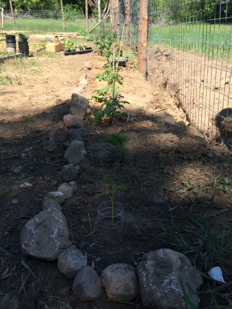 little rock wall for tomatoes