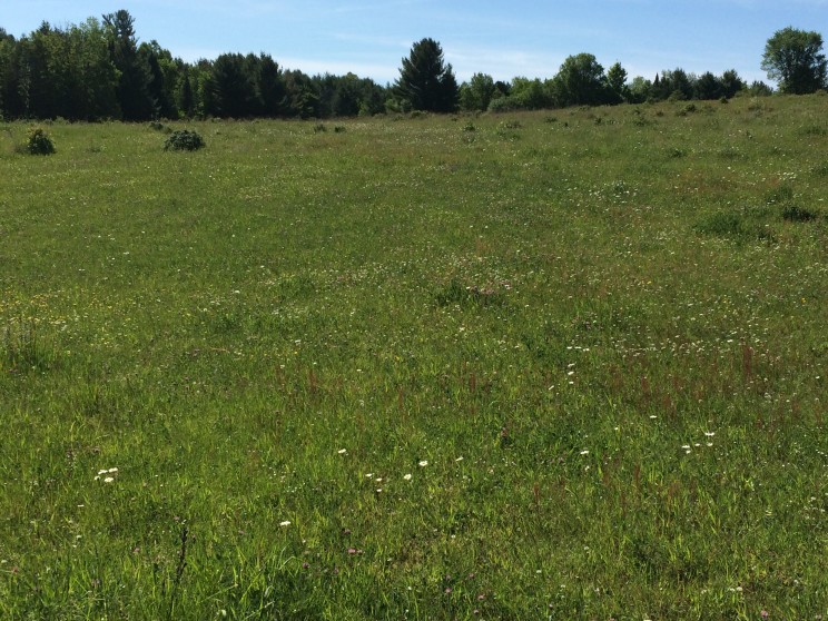 a field of daisies