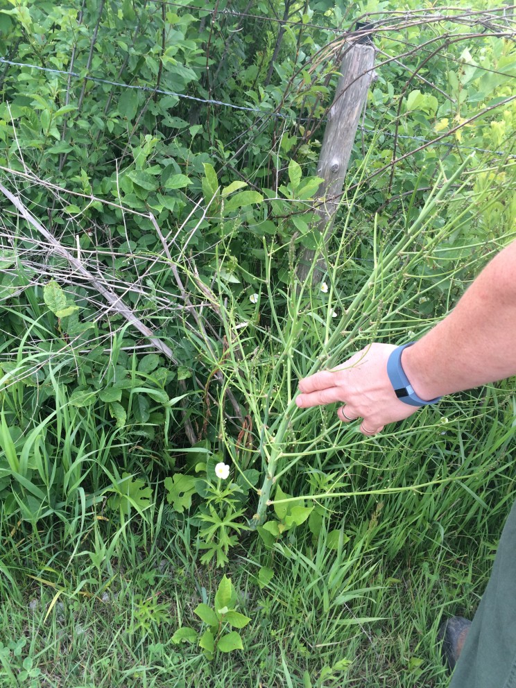 wild asparagus?