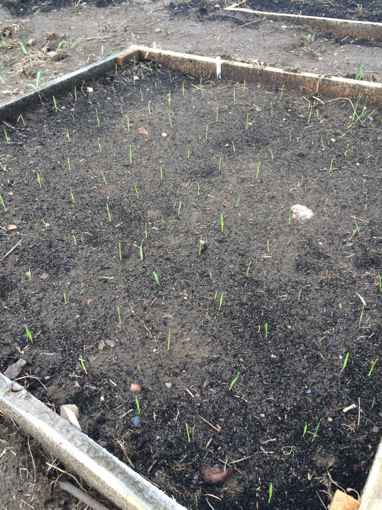 non-gmo white sonoma wheat